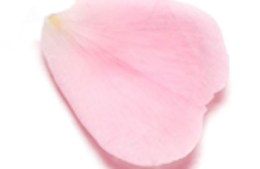 A single delicate pink rose petal.