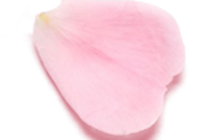 A single delicate pink rose petal.