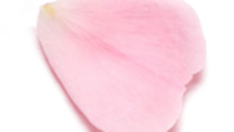A single delicate pink rose petal.