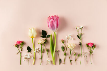 Various flowers in a row against a soft pink background.