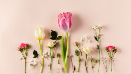 Various flowers in a row against a soft pink background.